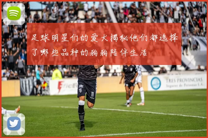 足球明星们的爱犬揭秘他们都选择了哪些品种的狗狗陪伴生活
