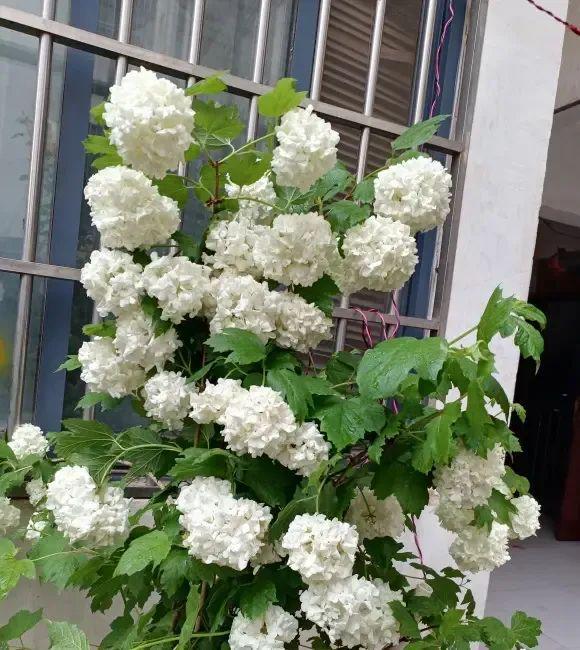 乐鱼中华木绣球高端花草地栽栽种着花成簇很合适天井！(图1)