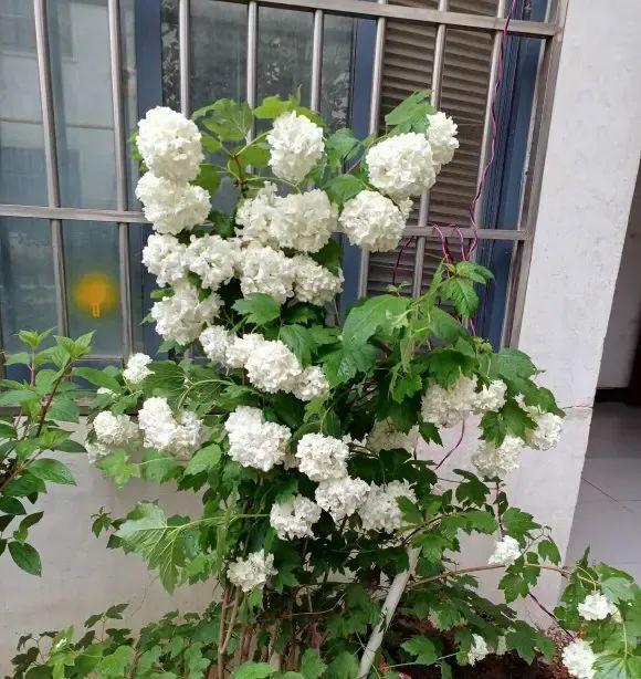 乐鱼中华木绣球高端花草地栽栽种着花成簇很合适天井！(图3)