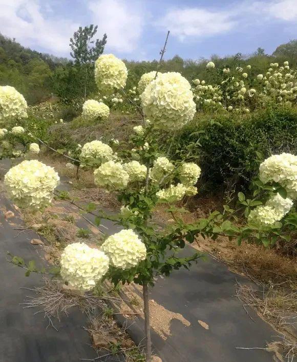 乐鱼中华木绣球高端花草地栽栽种着花成簇很合适天井！(图2)