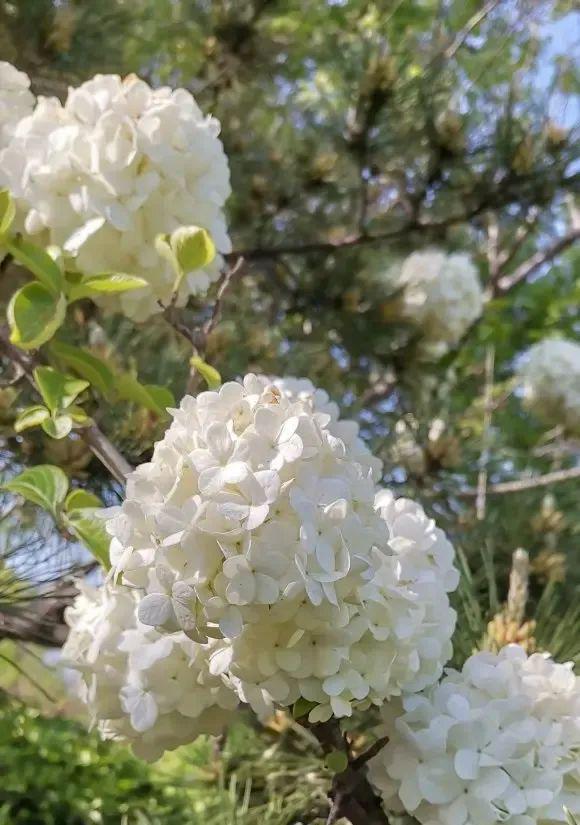 乐鱼中华木绣球高端花草地栽栽种着花成簇很合适天井！(图5)