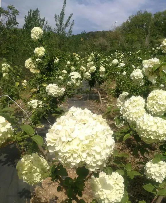 乐鱼中华木绣球高端花草地栽栽种着花成簇很合适天井！(图6)